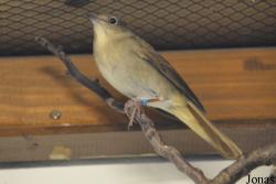 Luscinia megarhynchos