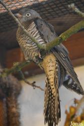 Vogelschau Ornika