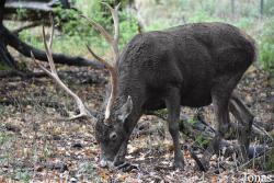 Cervus albirostris