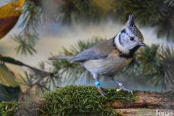 Lophophanes cristatus