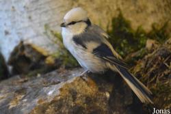 Cyanistes cyanus