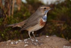 Luscinia svecica