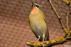 Vogelschau Ornika