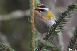 Regulidae