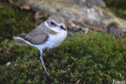 Vogelschau Ornika