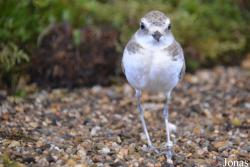 Vogelschau Ornika