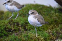 Vogelschau Ornika