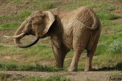 Loxodonta africana