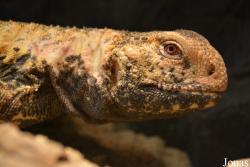 Saara loricata