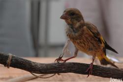 Chloris sinica