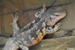 Ctenosaura defensor