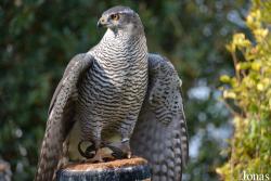 Vogelschau Ornika