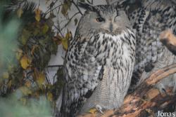 Bubo bubo jakutensis