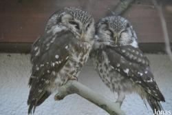 Vogelschau Ornika