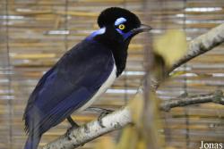 Vogelschau Ornika