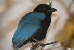 Vogelschau Ornika