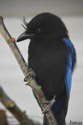 Vogelschau Ornika