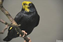 Vogelschau Ornika