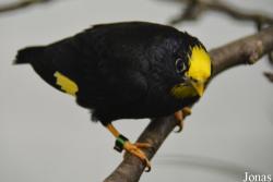 Vogelschau Ornika