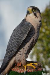 Vogelschau Ornika