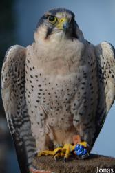 Vogelschau Ornika