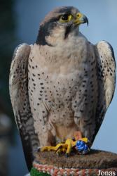 Vogelschau Ornika