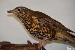 Vogelschau Ornika