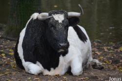 Vache Bretonne pie noir