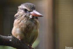 Vogelpark Olching