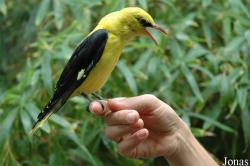 Oriolus oriolus