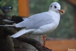 Vogelpark Olching
