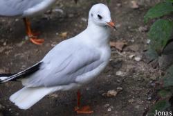 Vogelpark Olching