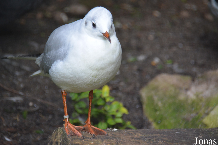 Vogelpark Olching