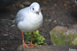 Vogelpark Olching