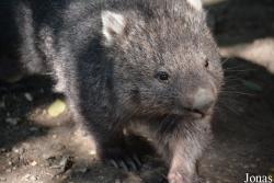 Vombatus ursinus tasmaniensis