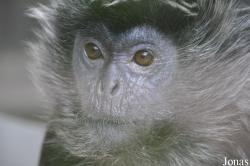 Trachypithecus auratus