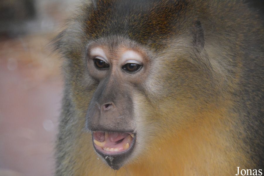 Budapest Zoo