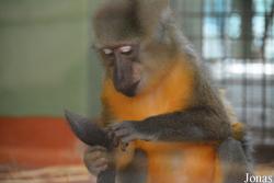 Budapest Zoo