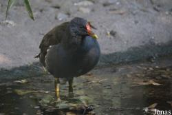 Budapest Zoo