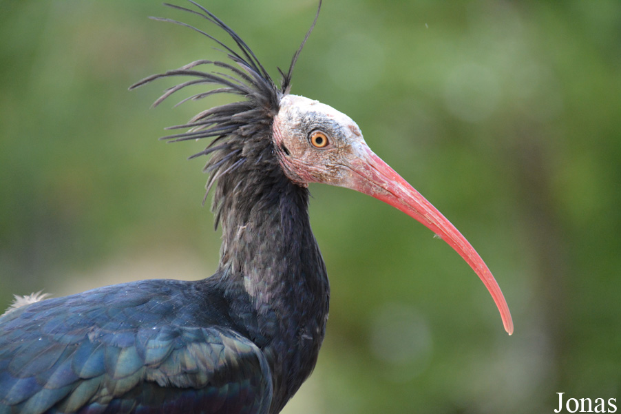 Budapest Zoo