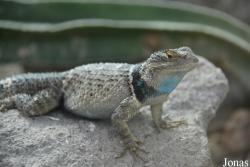 Budapest Zoo