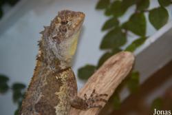 Uranoscodon superciliosus