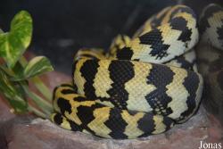 Budapest Zoo