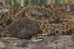 Vipera ursinii