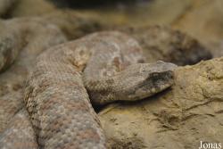 Macrovipera lebetina lebetina