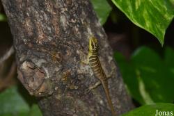 Dasia olivacea