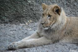 Zoo Basel