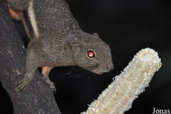 Callosciurus notatus
