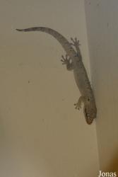 Lepidodactylus lugubris