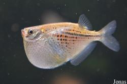 Gasteropelecidae